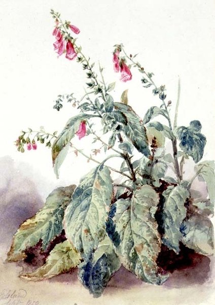 Dedaleras de John Adam P. Houston