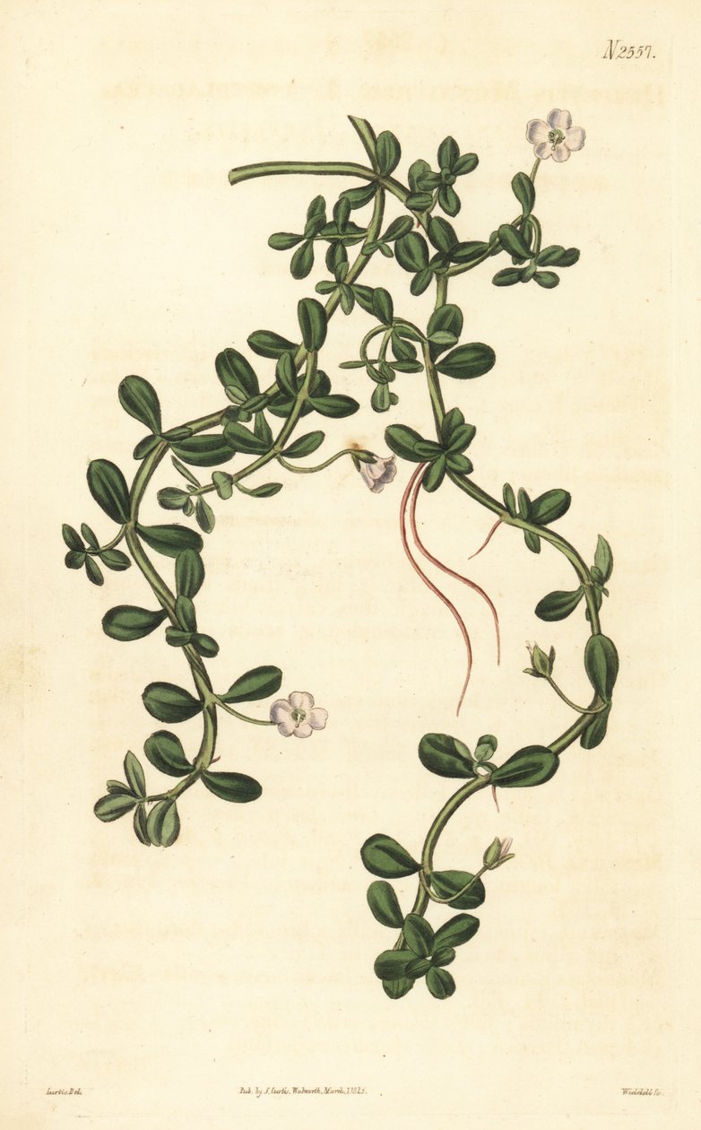 Brahmi o hisopo de agua, Bacopa monnieri de John Curtis