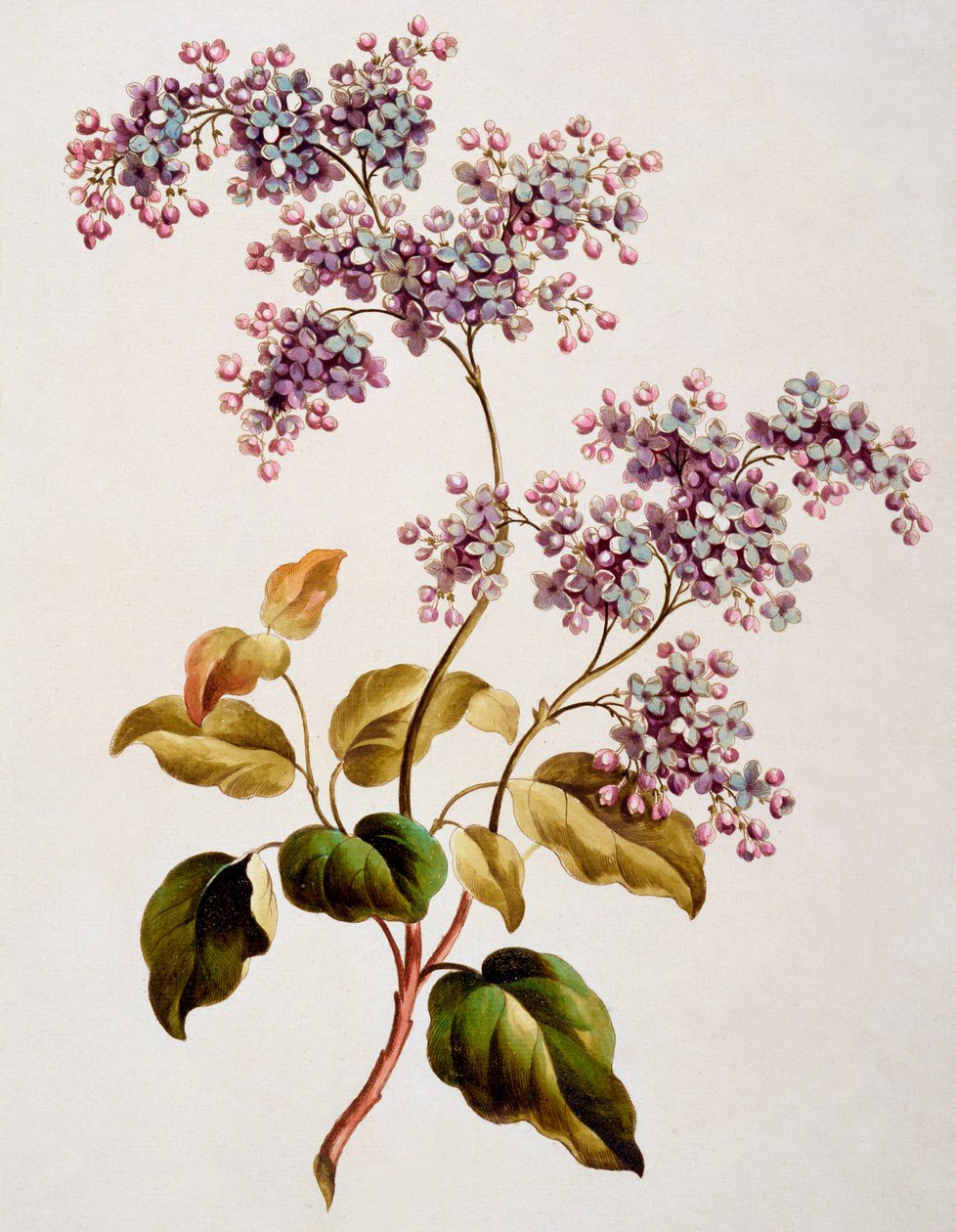 Lila escocesa, publicada en 1793 de John Edwards