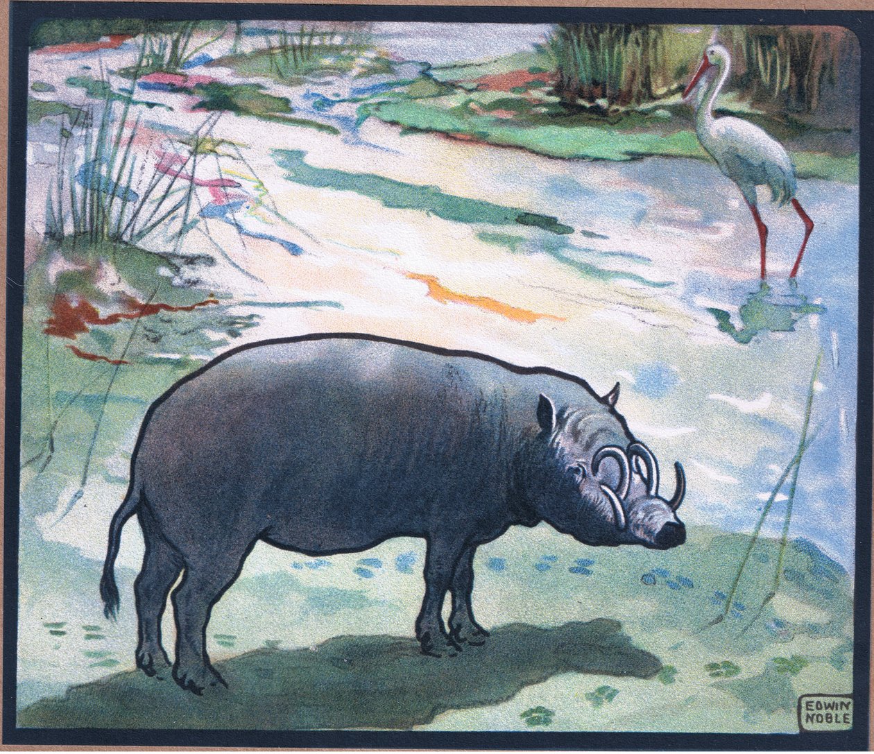 Cerdo de monte (Red River Hog) de John Edwin Noble