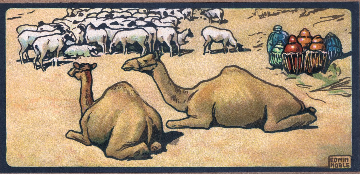 Camellos de John Edwin Noble