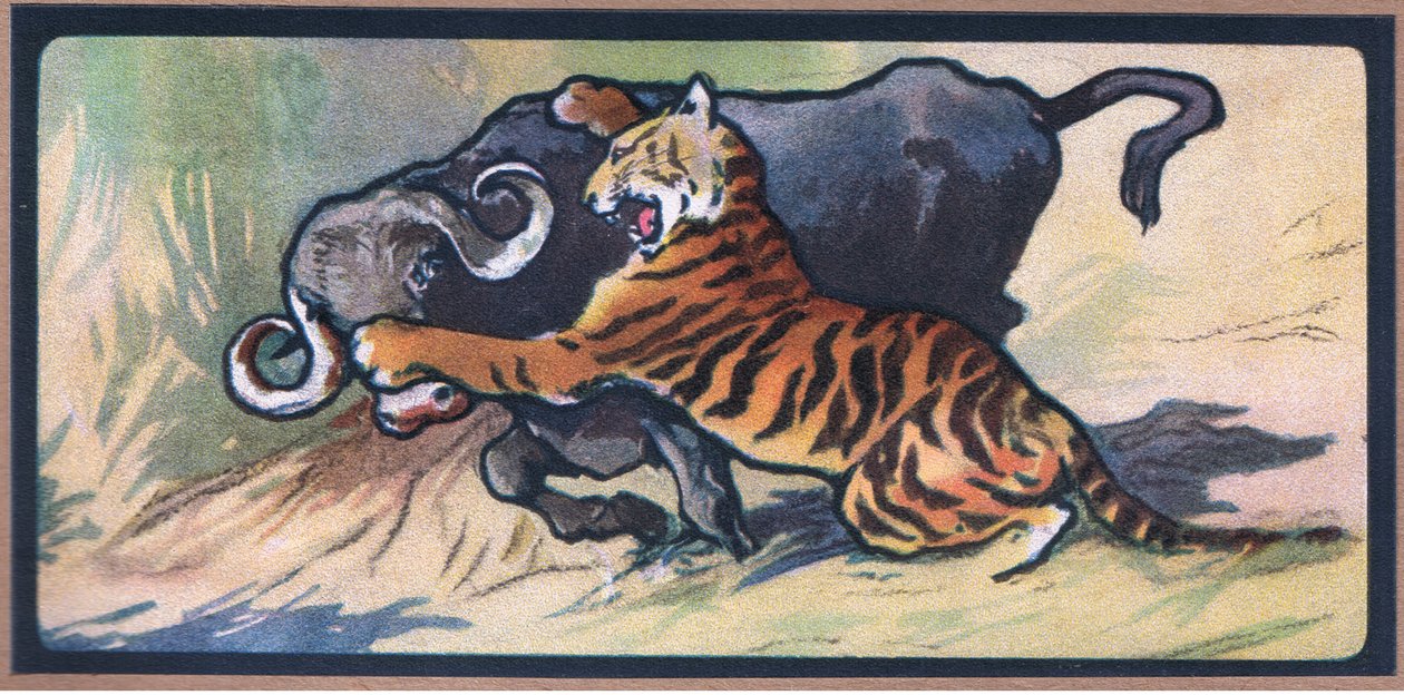 Tigre y búfalo de John Edwin Noble