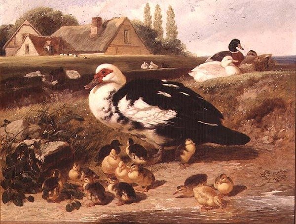 Patos y patitos de John Frederick Herring Jnr