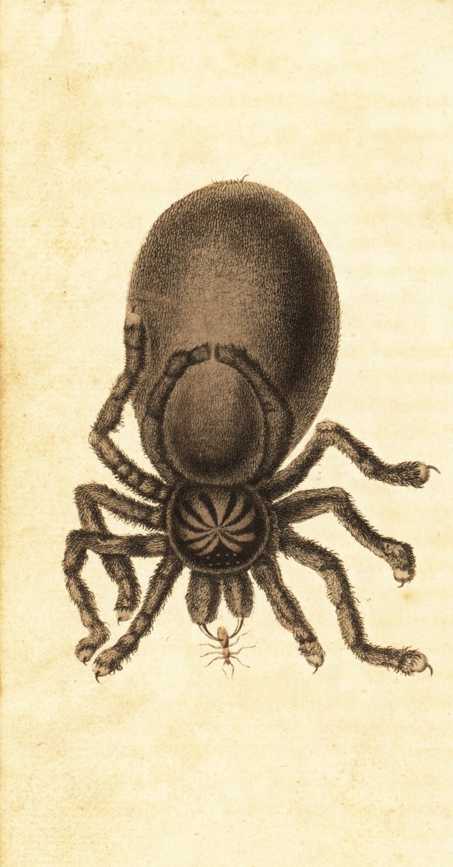 Tarántula de dedos rosados, Avicularia avicularia. ,1800 (grabado) de John Gabriel Stedman