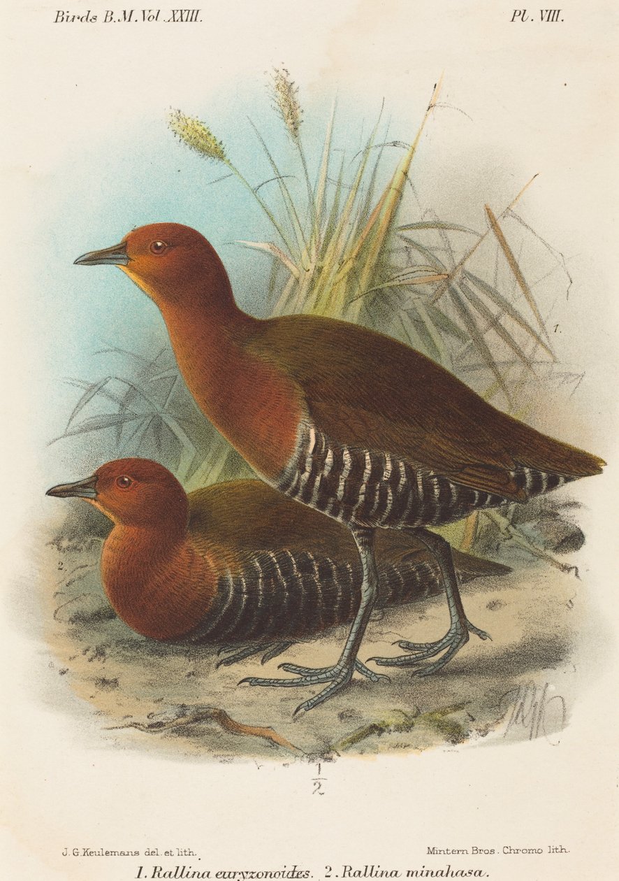 Aves de Filipinas de John Gerrard Keulemans