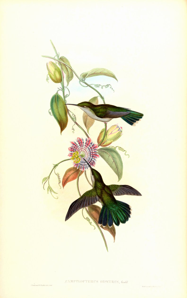Campylopterus largipennis obscurus de John Gould