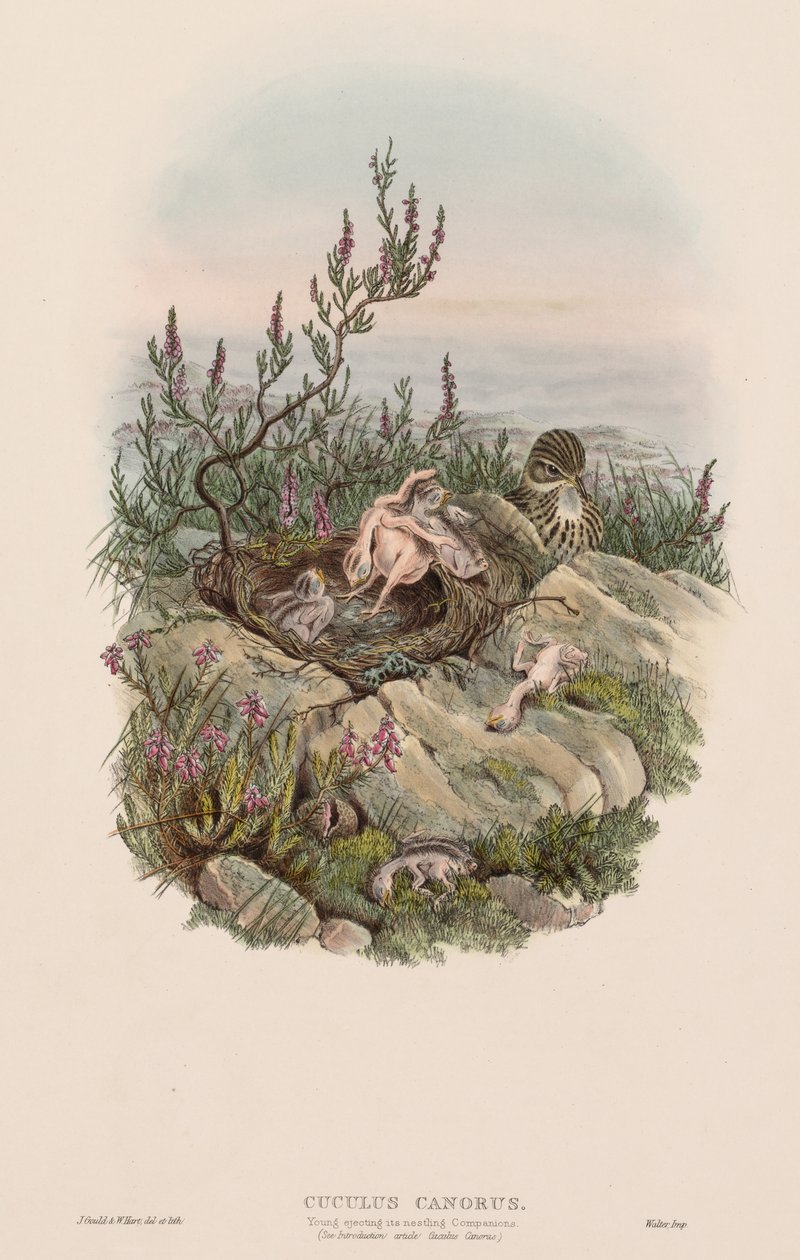 Cuculus Canorus de John Gould