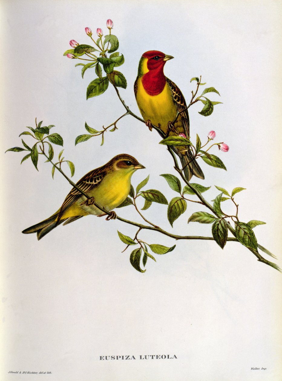Euspiza Luteola, siglo XIX de John Gould