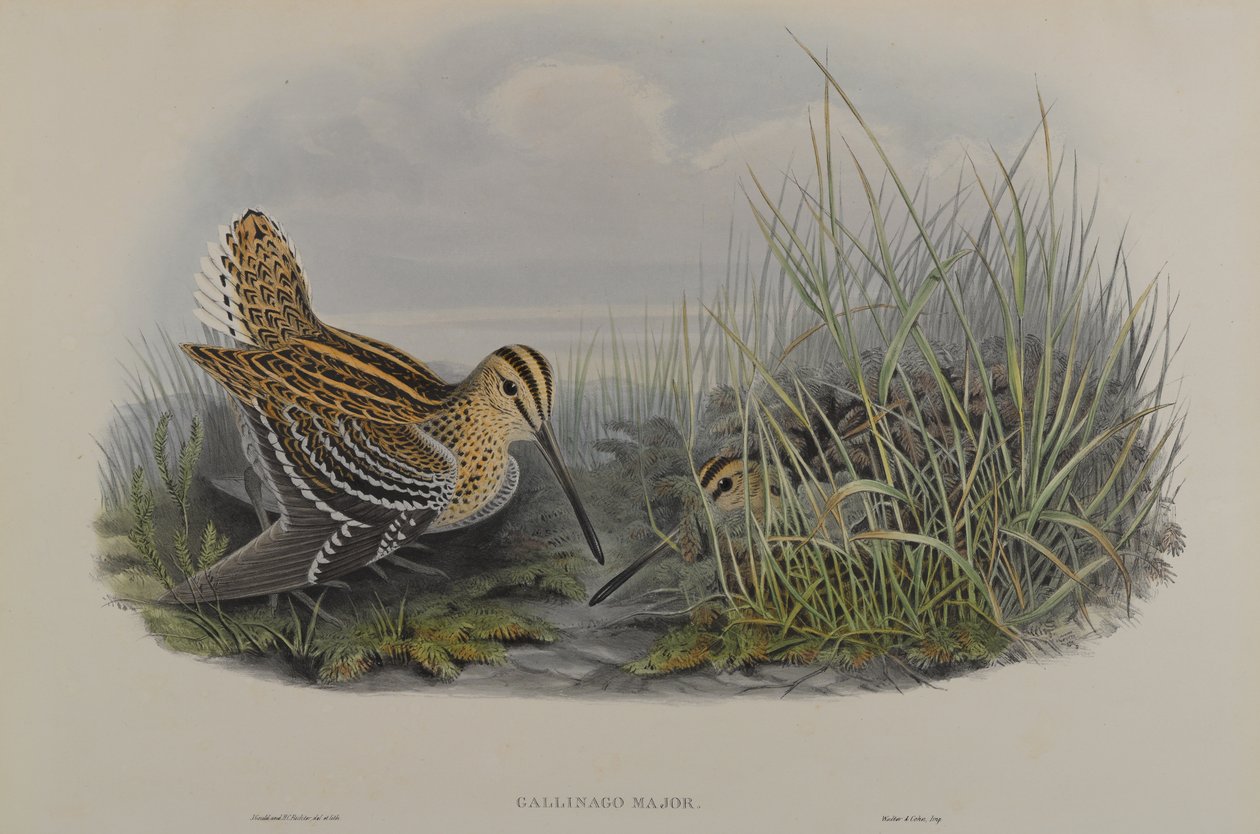 Gallinago Major - Agachadiza Grande de John Gould