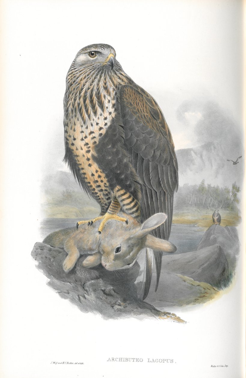 Ilustración de Archibuteo Lagopus (Busardo Ratonero) de John Gould