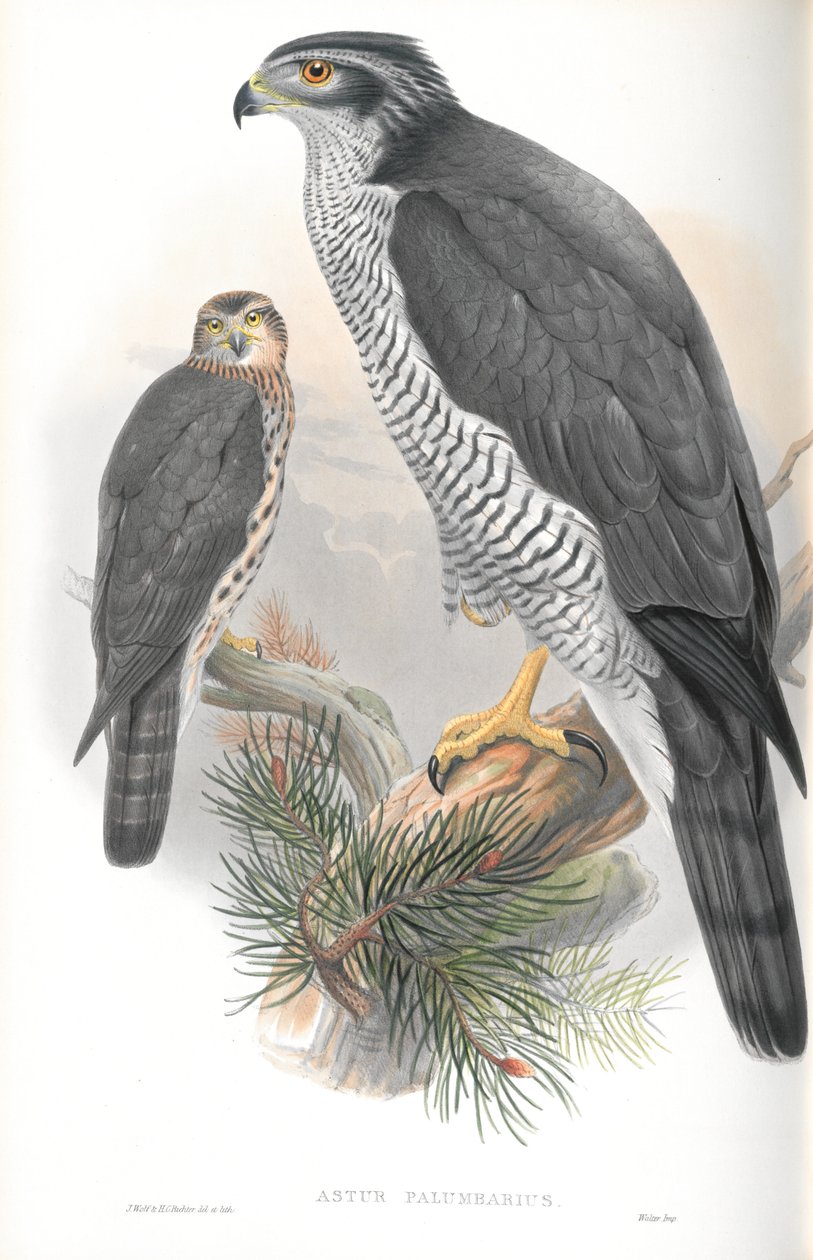 Ilustración de Astur Palumbarius (Azor) de John Gould