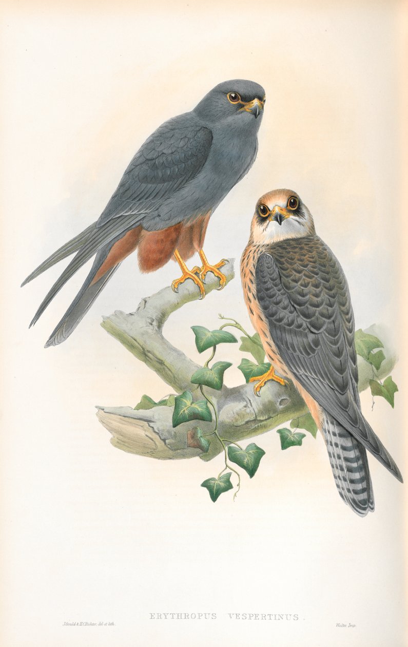 Ilustración de Erythropus Vespertinus (Alcotán Patirrojo) de John Gould