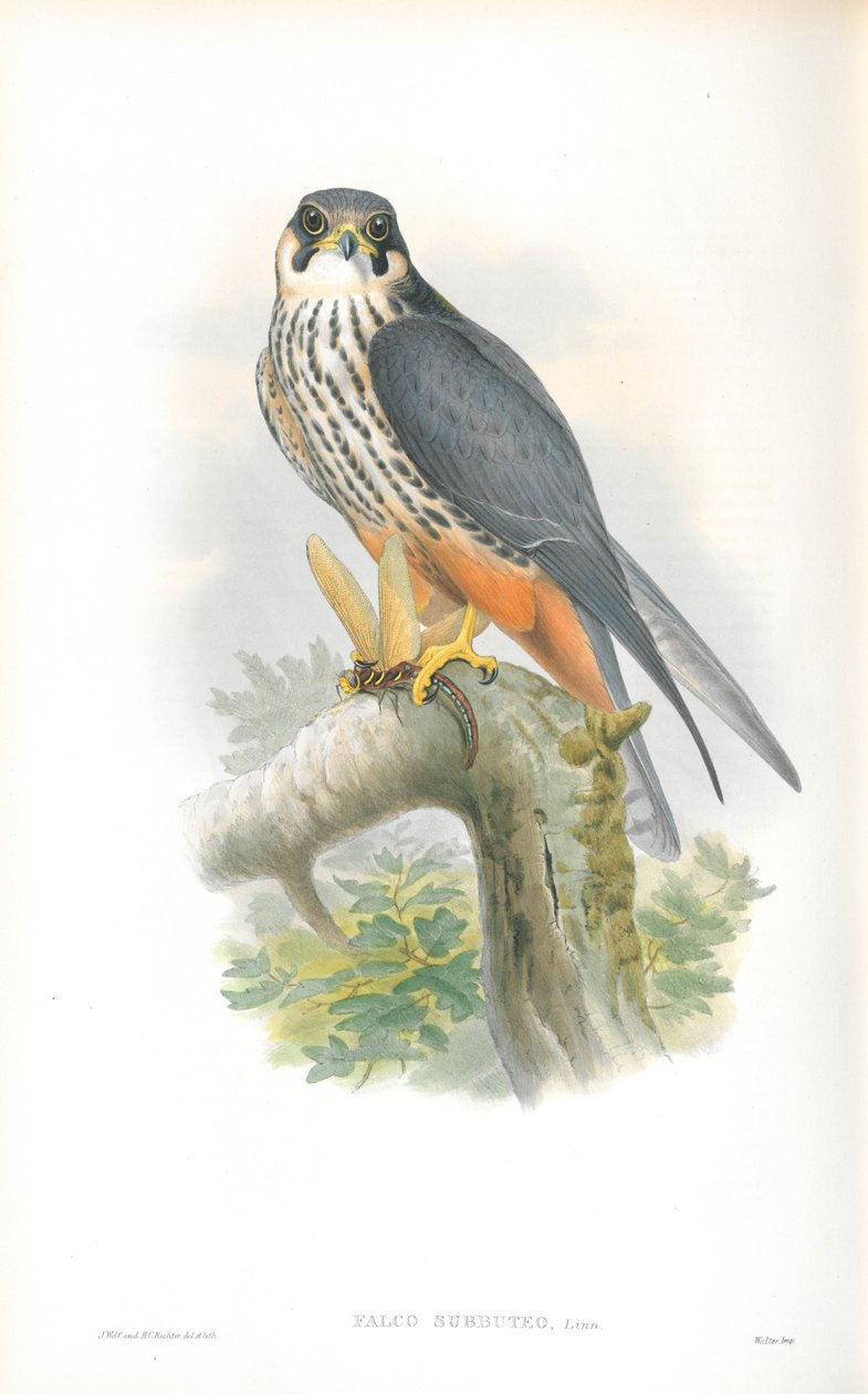 Ilustración de Falco Subbuteo (Alcotán) de John Gould
