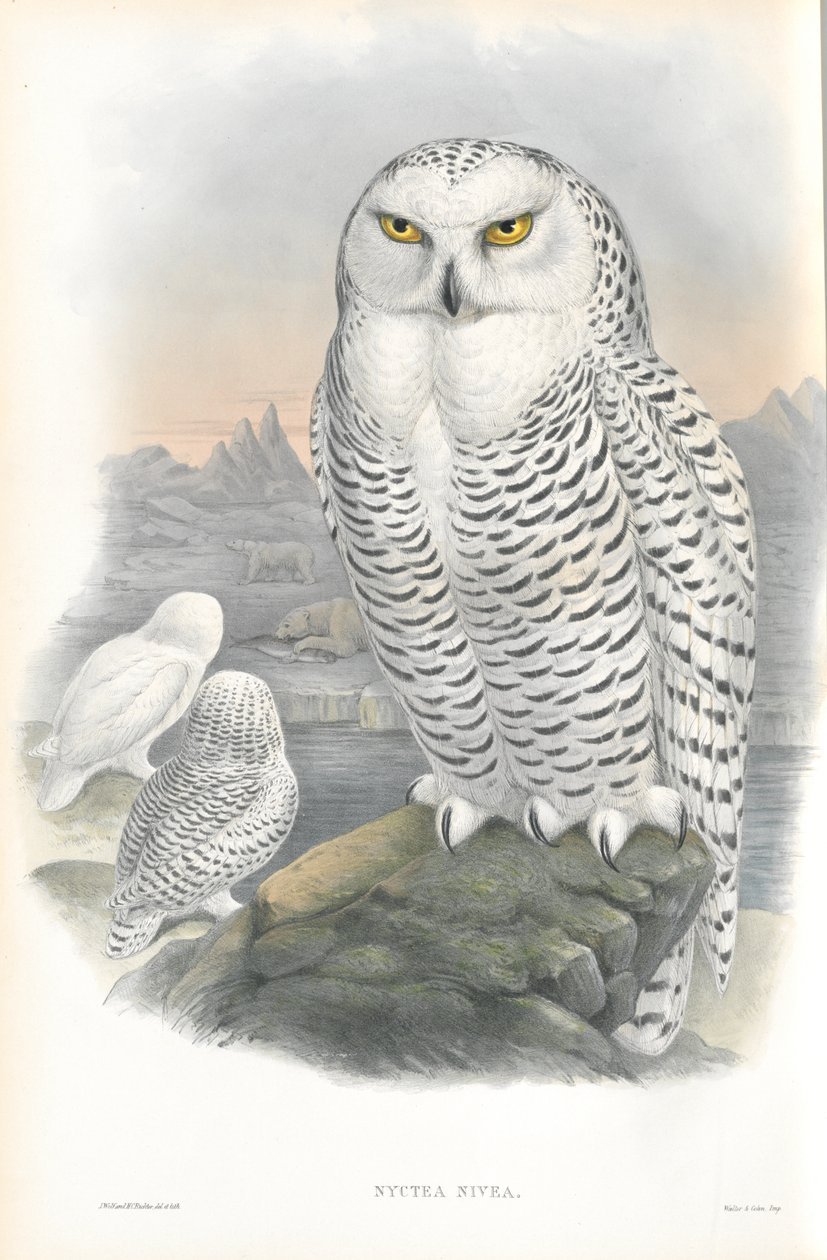 Ilustración de Nyctea Nivea (Búho Nival) de John Gould