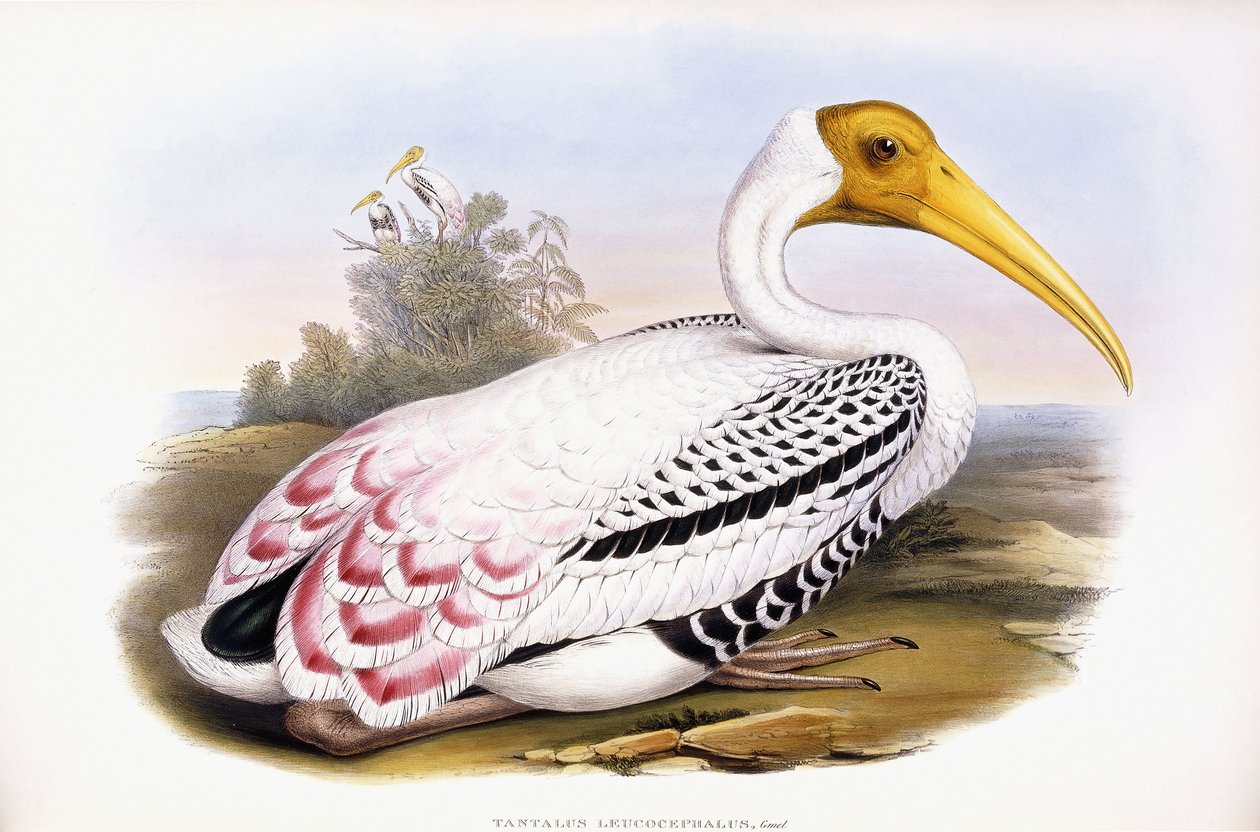 Cigüeña pintada de John Gould