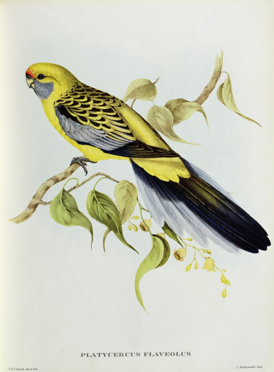 Platycercus Flaveolus de John Gould