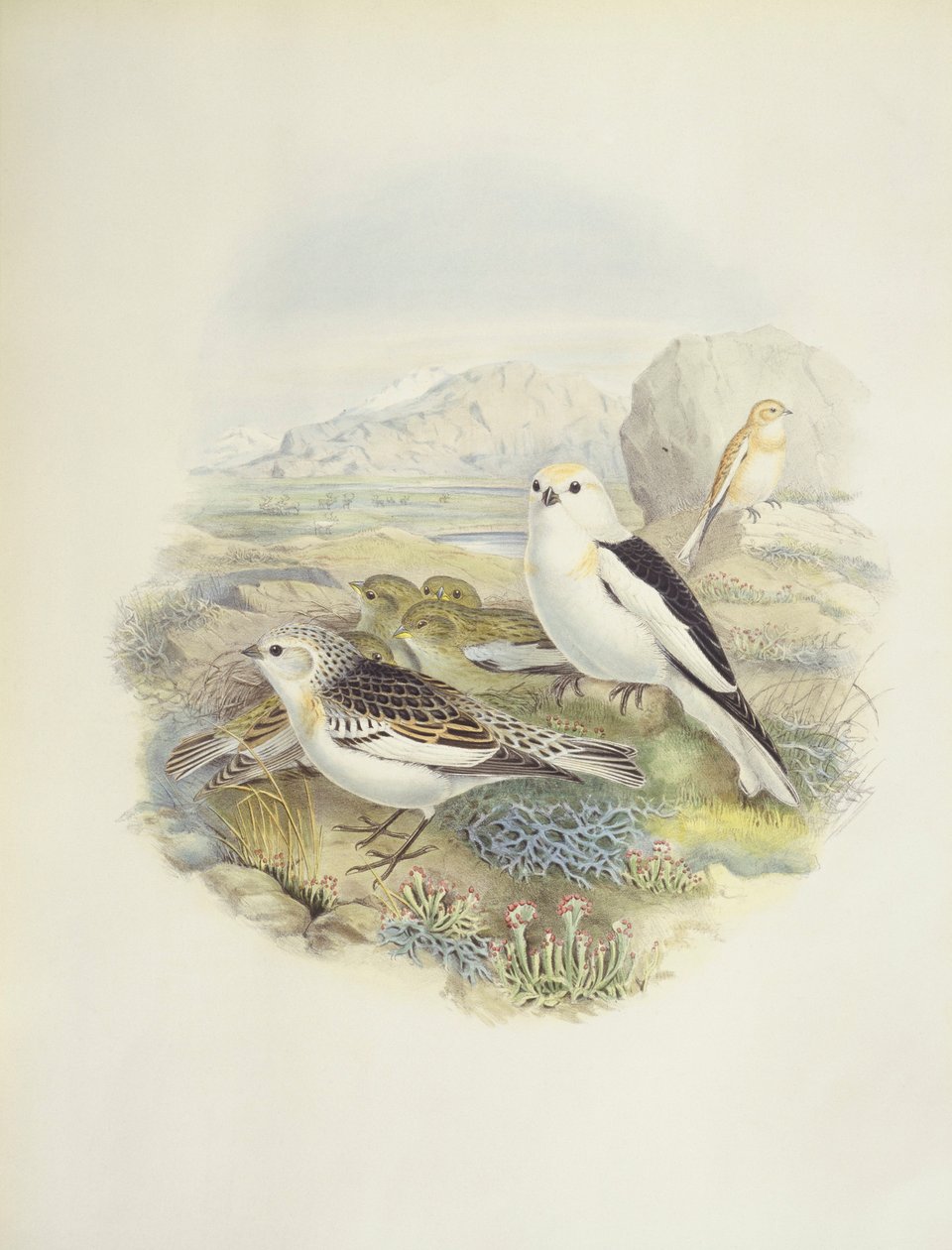 Escribano nival (Plectrophenax nivalis), ilustración de John Gould