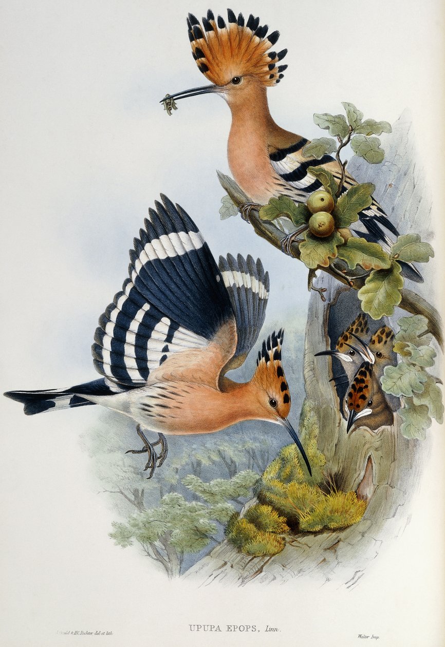 Abubilla de John Gould