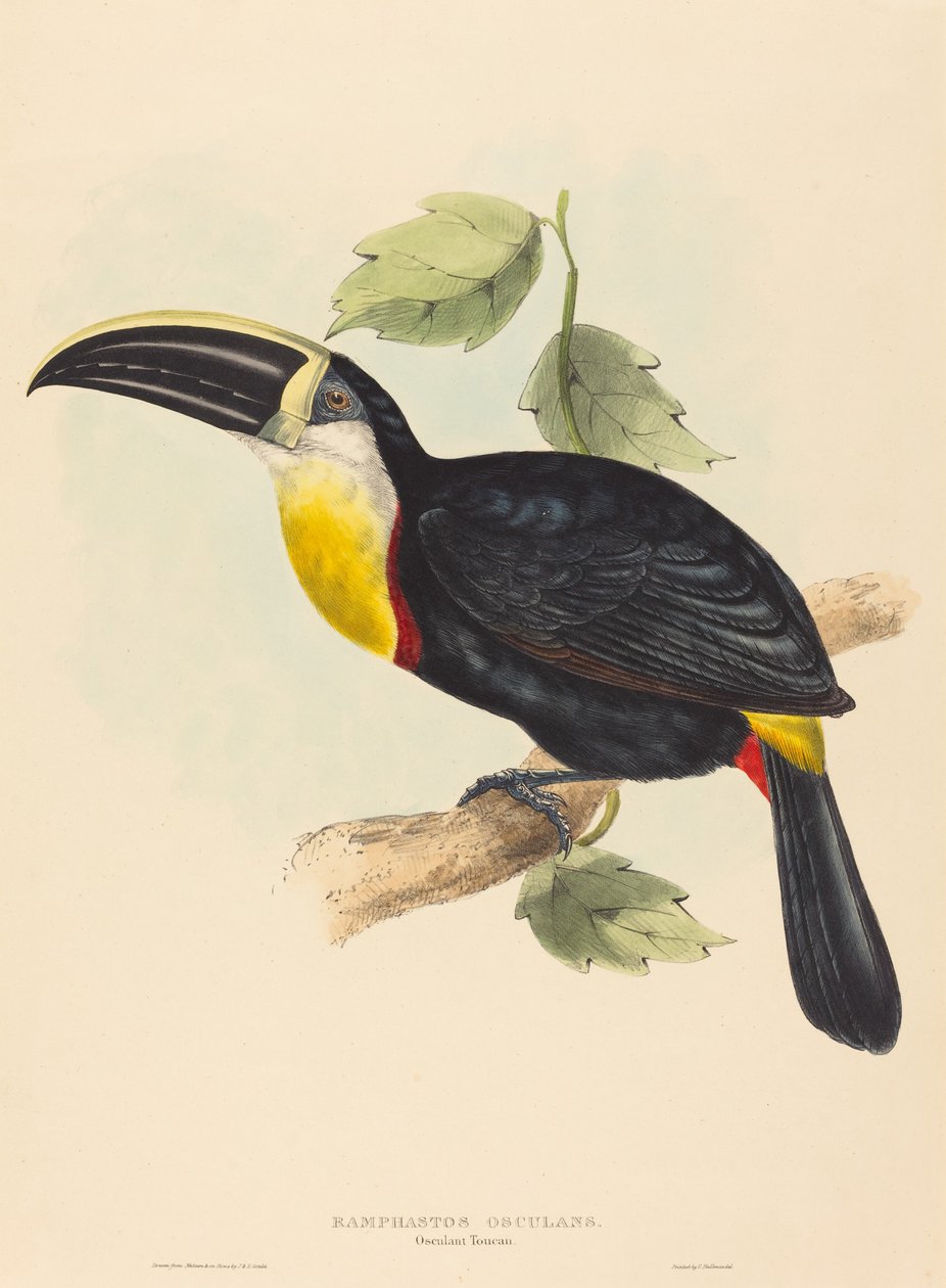 Tucán osculante (Ramphastos osculans) de John Gould and Elizabeth Gould