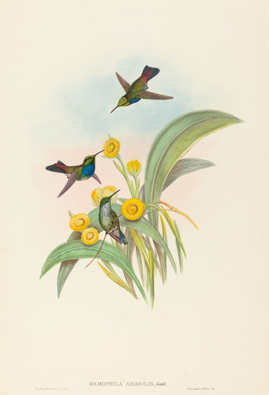 Damophila amabilis (Colibrí de pecho azul) de John Gould and H.C. Richter