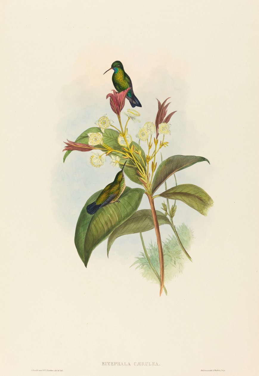 Eucephala caerulea (Zafiro de barbilla azul) de John Gould and H.C. Richter