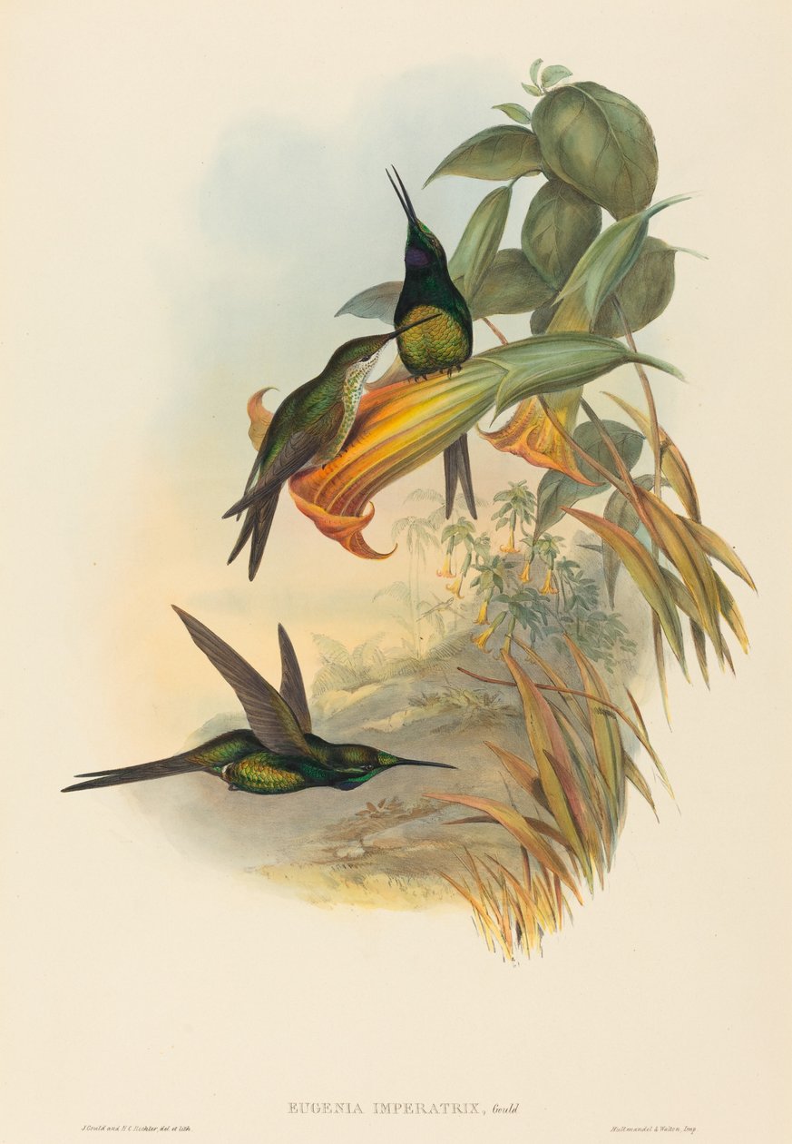 Eugenia imperatrix (Colibrí Emperatriz) de John Gould and H.C. Richter