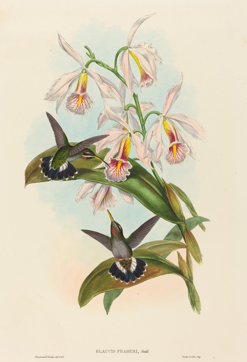 Glaucis fraseri (Garganta Barbelada de Fraser) de John Gould and H.C. Richter