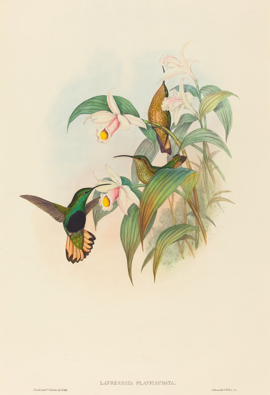 Lafresnaya flavicaudata (Cola de Terciopelo de Cola Amarilla) de John Gould and H.C. Richter