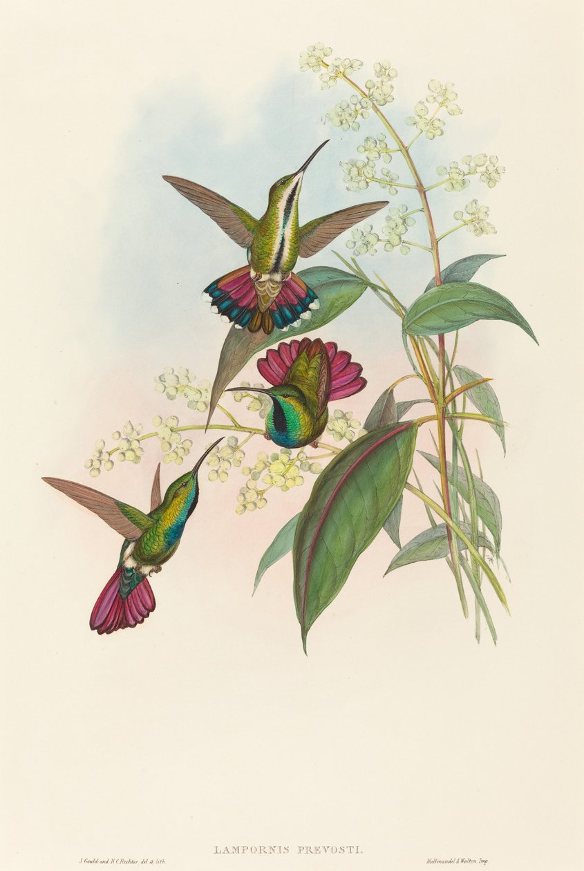 Lampornis prevosti de John Gould and H.C. Richter