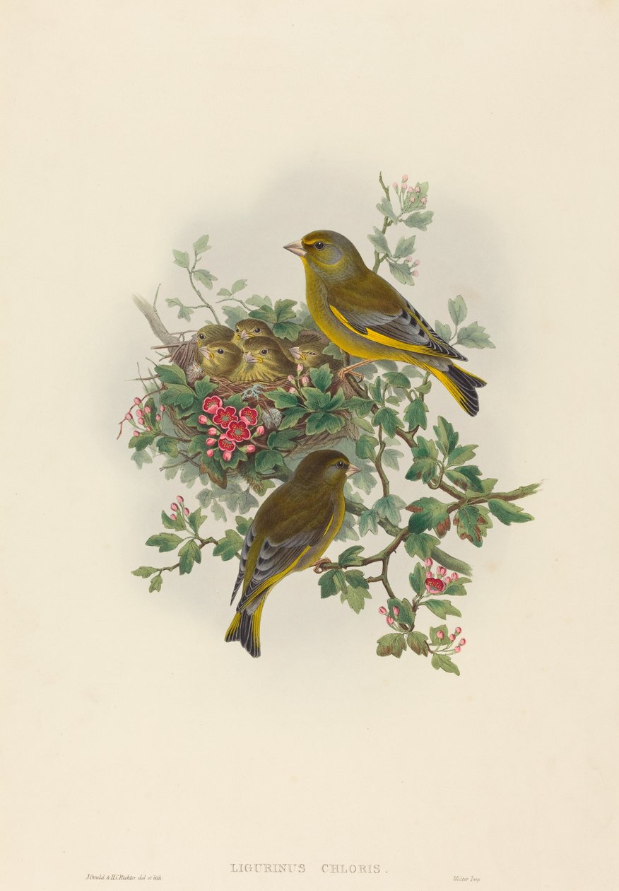 Ligurinus chloris (Verderón) de John Gould and H.C. Richter