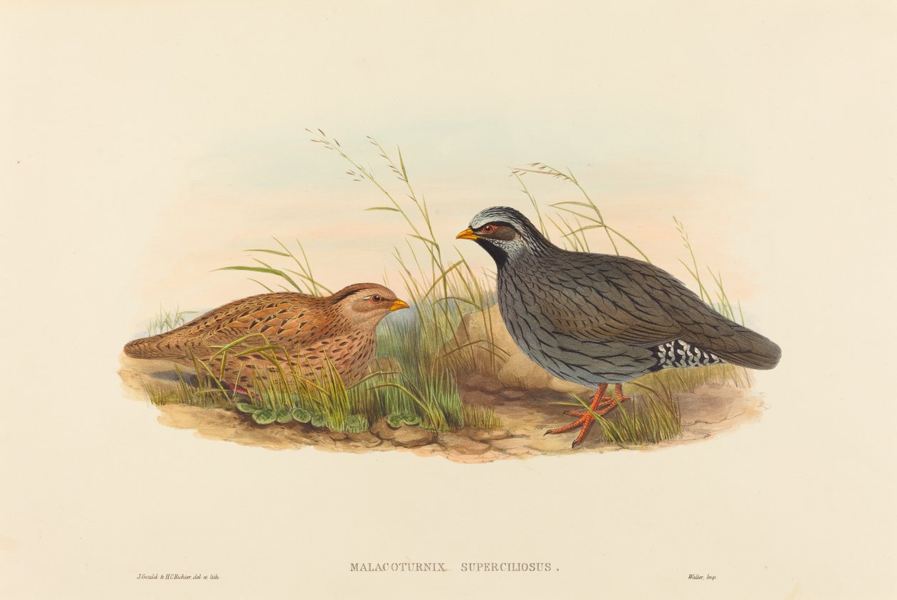 Malacoturnix superciliosus (Codorniz de montaña) de John Gould and H.C. Richter