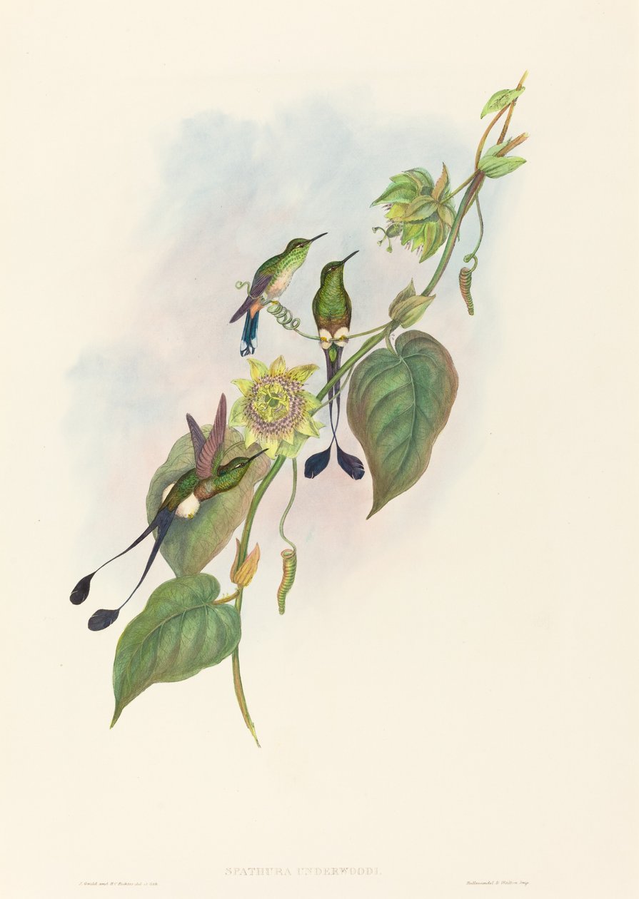 Spathura underwoodi (Cola de raqueta de pie blanco) de John Gould and H.C. Richter