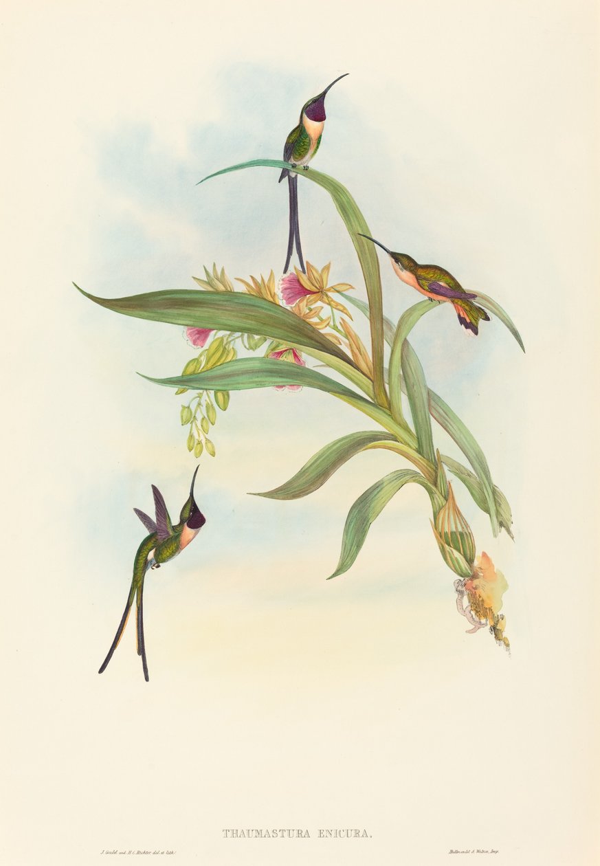 Tharmastura enicura (Cola de Tijera Delgada) de John Gould and H.C. Richter