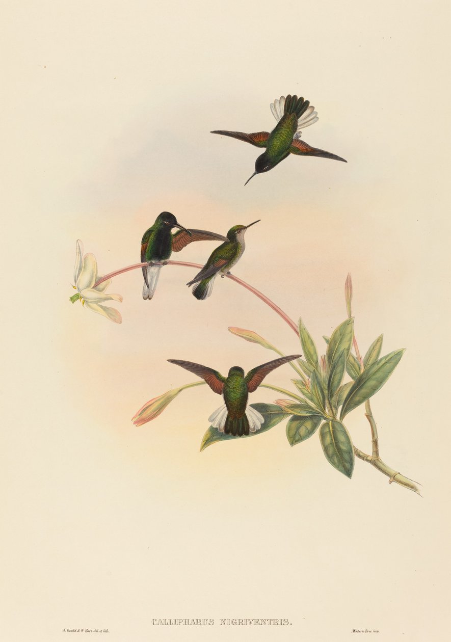 Callipharus nigriventris (Colibrí de vientre negro) de John Gould and W. Hart