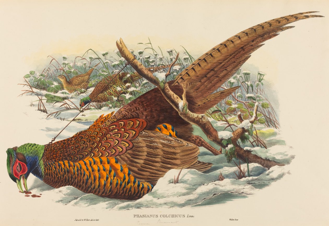 Phasianus colchicus (Faisán de Collar) de John Gould and W. Hart