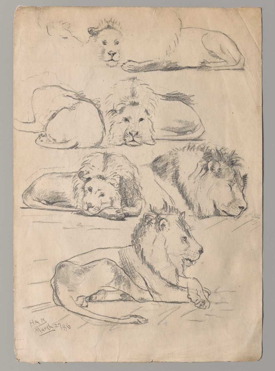 estudios de leones de John Haberle