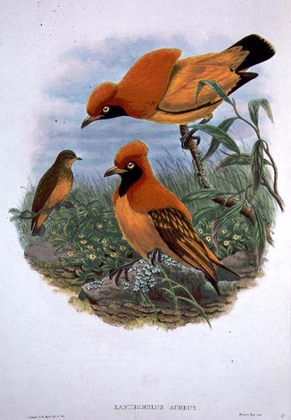 Xanthomelus Aureus de John and Hart William Gould