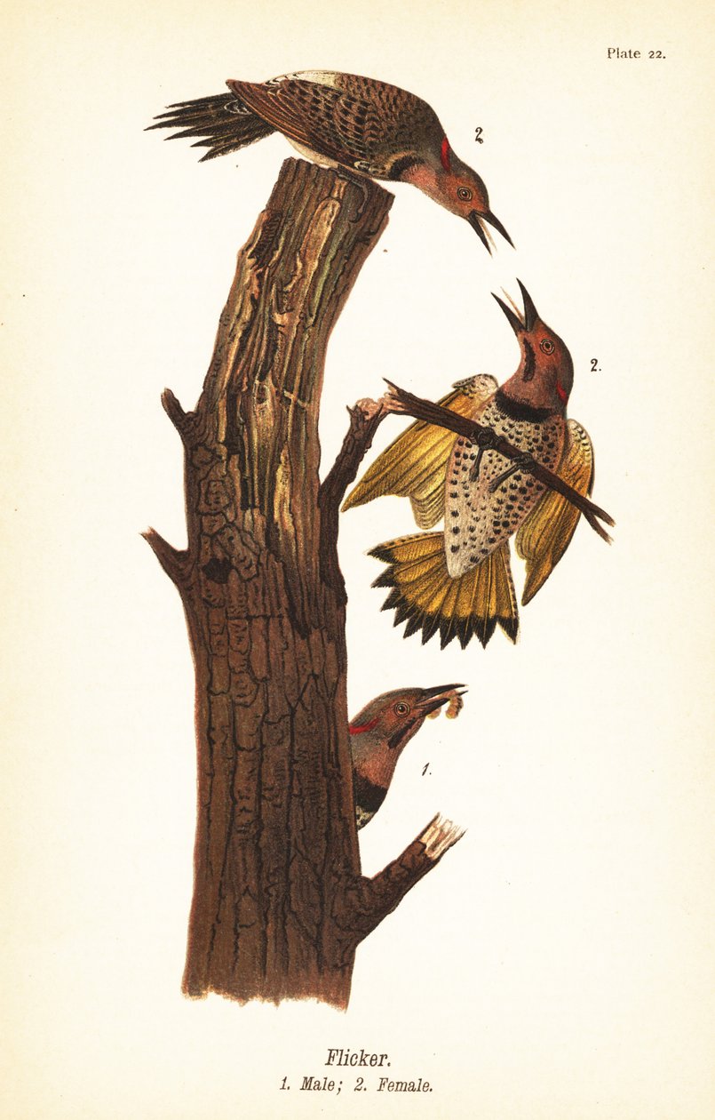 Carpintero escapulario, Colaptes auratus de John James (after) Audubon