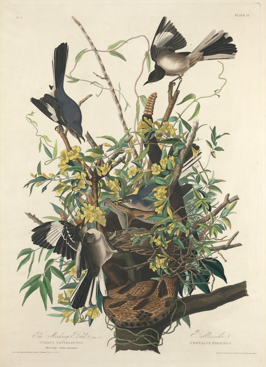 El sinsonte de John James (after) Audubon