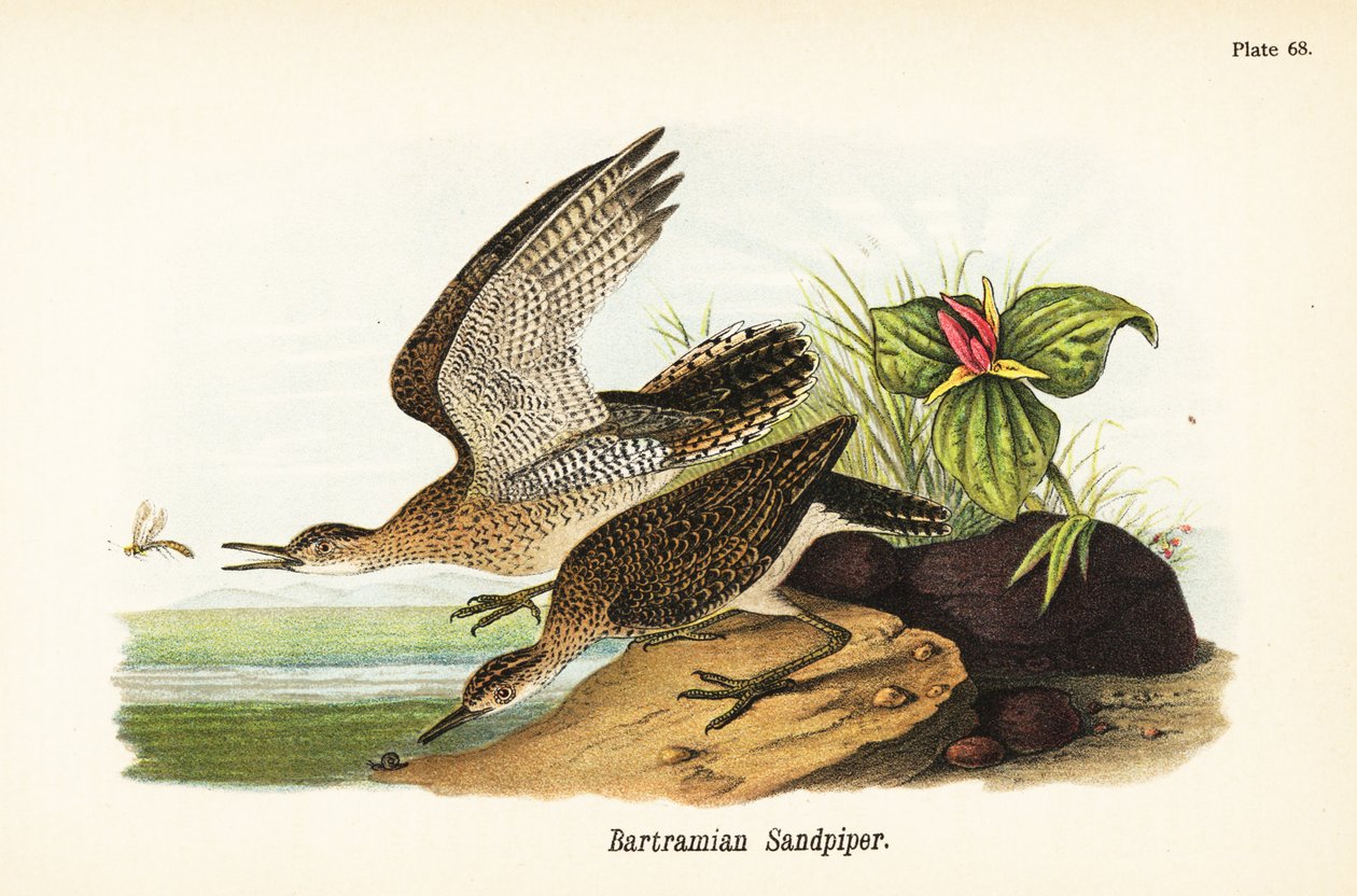 Playero upland, Bartramia longicauda de John James (after) Audubon