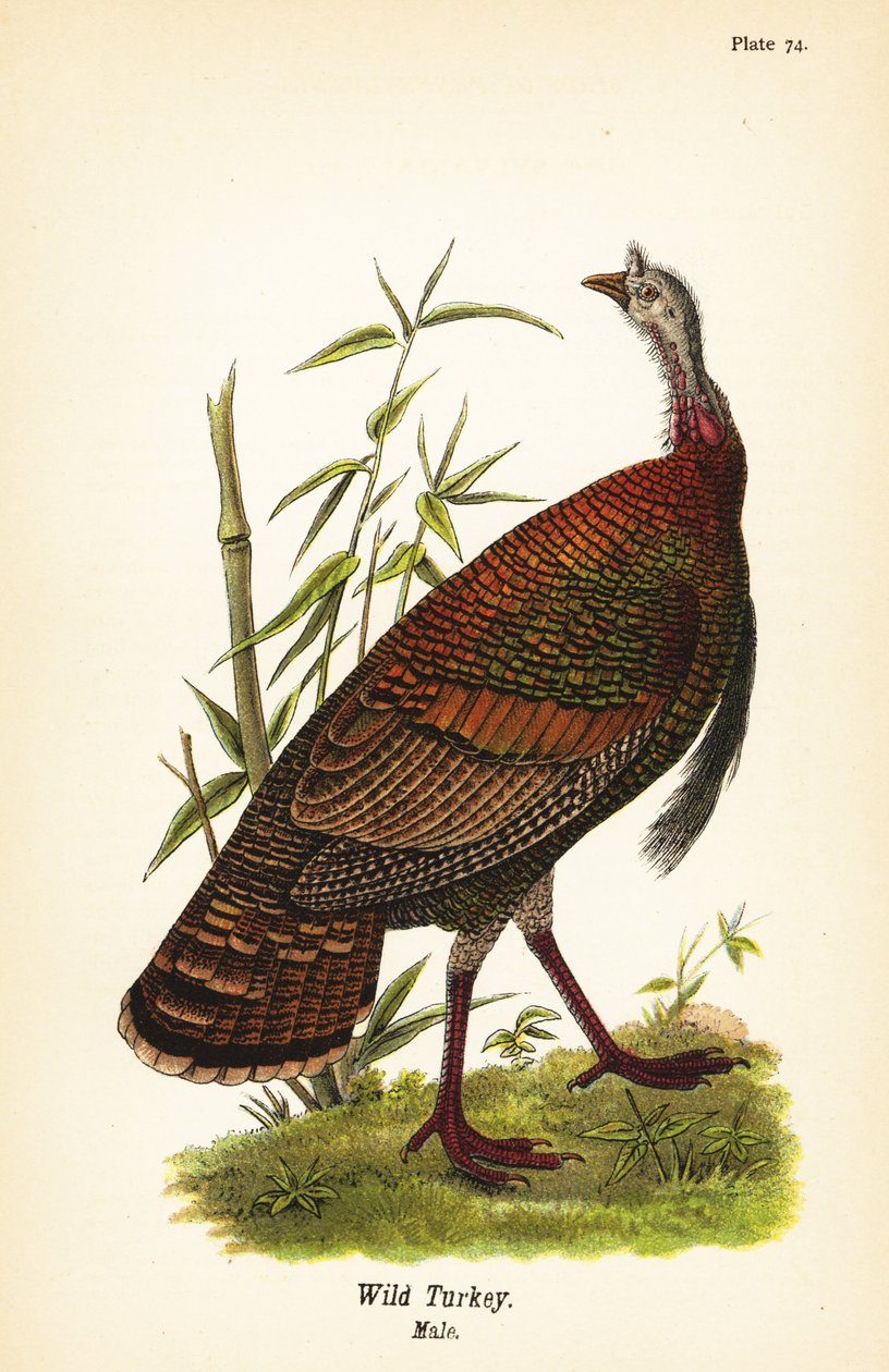 Pavo salvaje, Meleagris gallopavo, macho de John James (after) Audubon