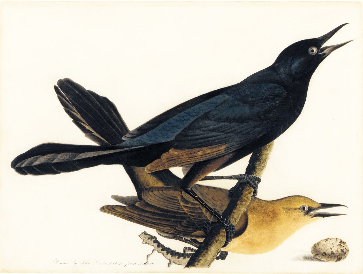 Un par de zanates de cola de bote de John James Audubon