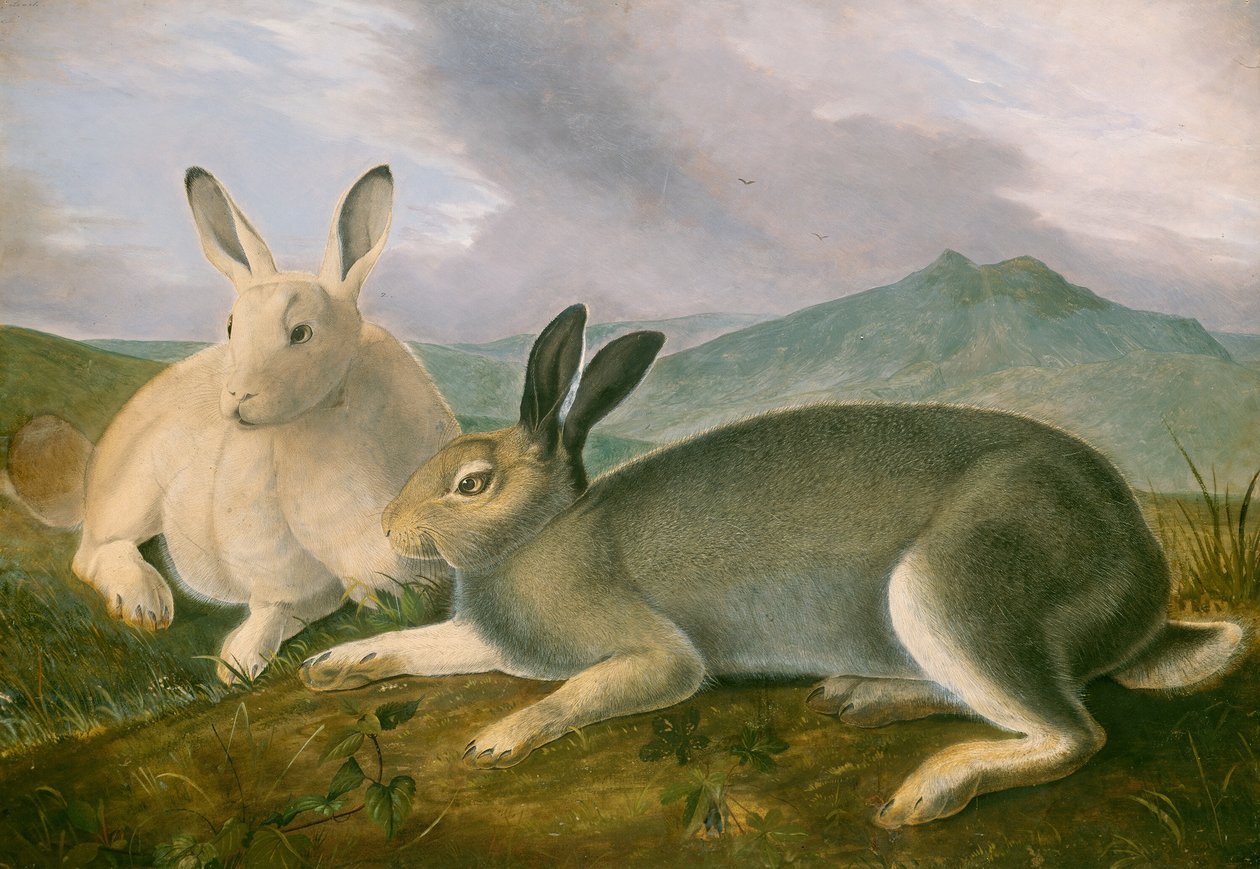 Liebre ártica de John James Audubon
