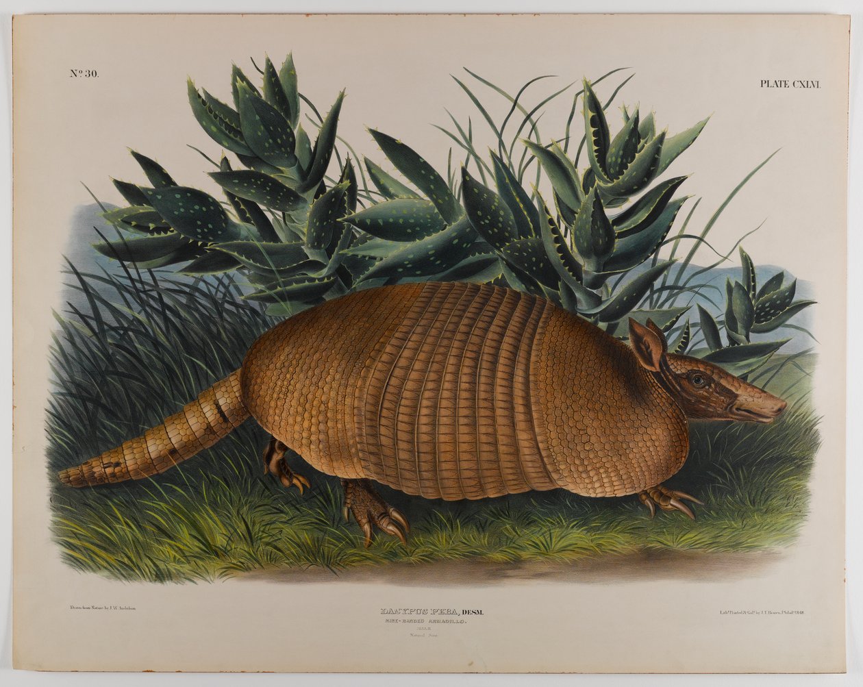 Armadillo de John James Audubon