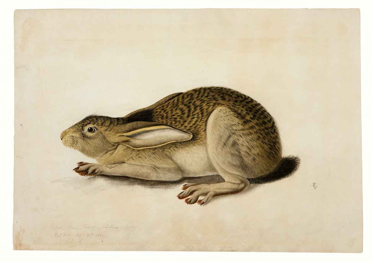 Liebre de cola negra de John James Audubon