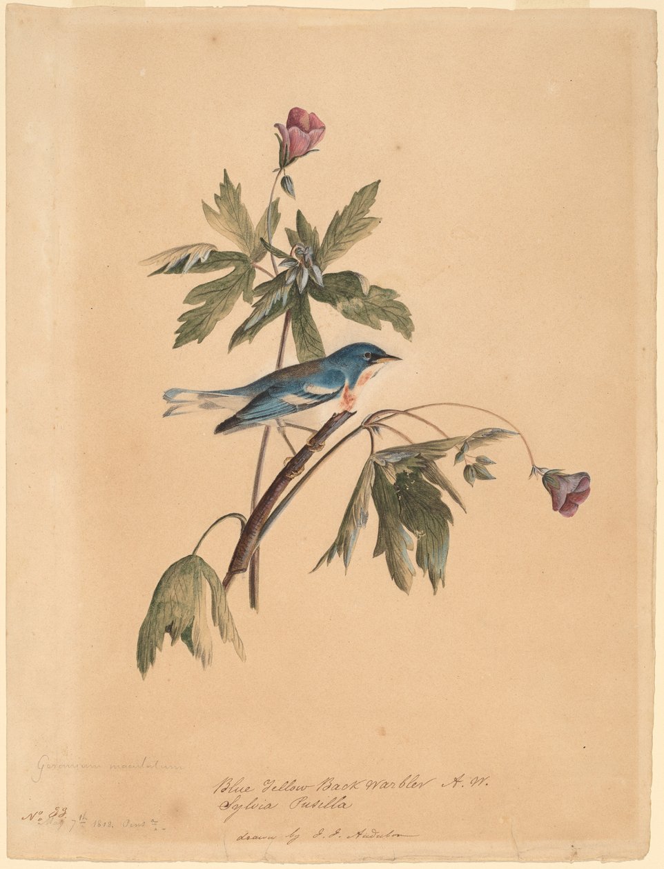 Reinita Azul y Amarilla de John James Audubon