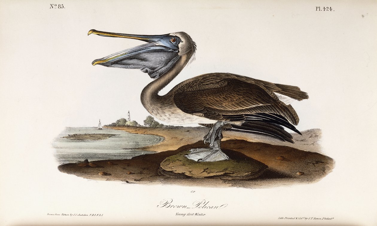 Pelícano pardo de John James Audubon