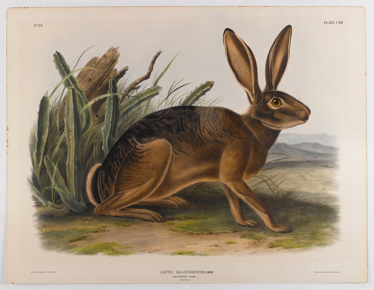 Liebre de California, 1847 de John James Audubon