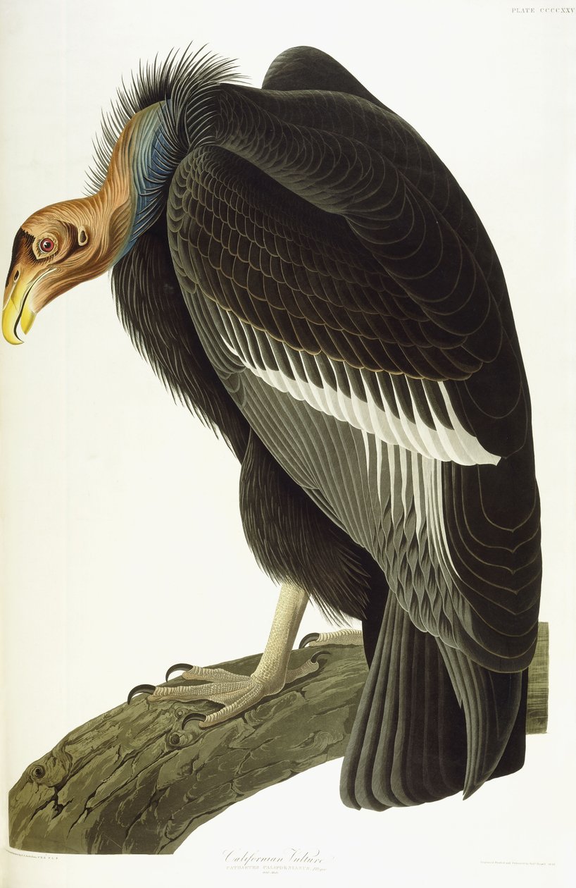 Buitre californiano, macho viejo, 1838 de John James Audubon