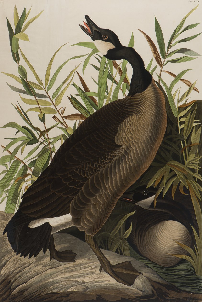Ganso canadiense de John James Audubon